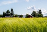 Rolnictwo ekologiczne. Jakie warunki trzeba spełnić, żeby przejść na gospodarstwo przyjazne środowisku?