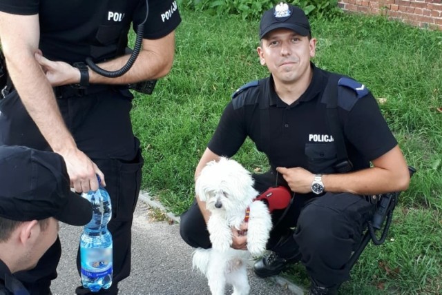 Kierowca zostawił swojego psa w nagrzanym samochodzie we wtorek (24 lipca) w Toruniu. Czworonoga uratowali policjanci, których wezwał przechodzień. 


Tak szaleli na drogach w regionie. To cud, że ludzie przeżyli! [wideo - Program Stop Agresji Drogowej]

