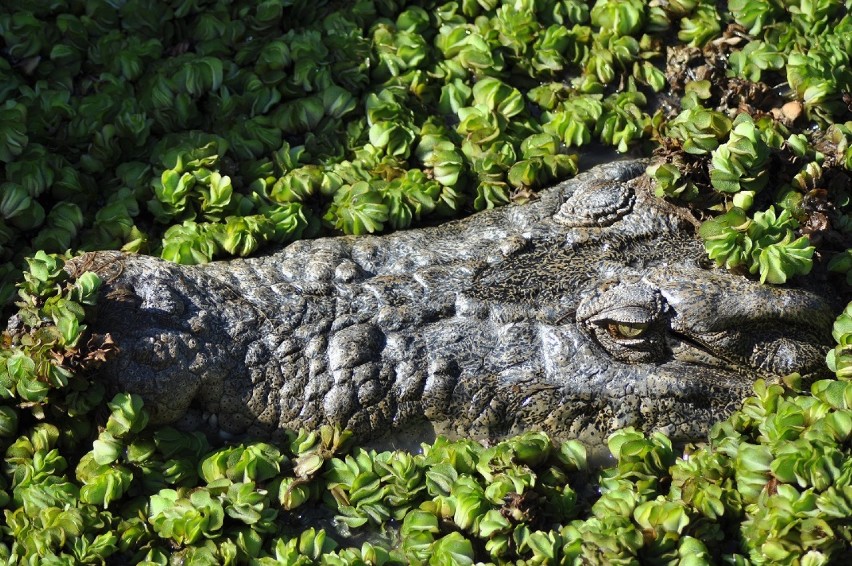 krokodyl różańcowy Australia