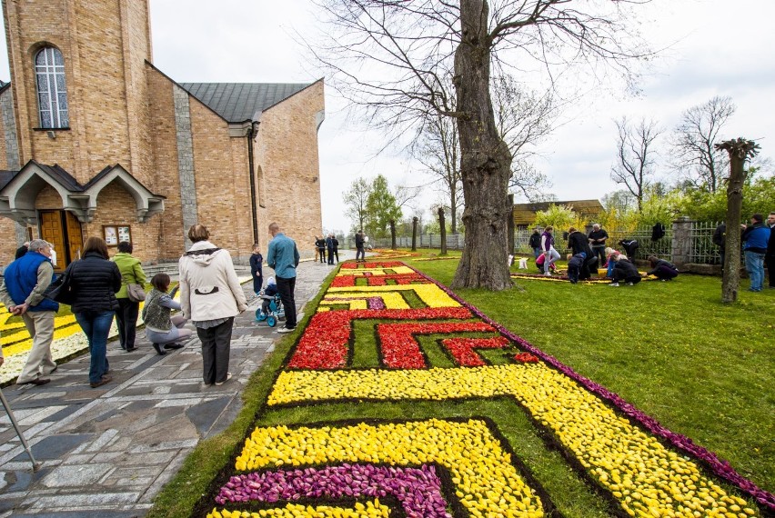 Spycimierskie Święto Tulipana