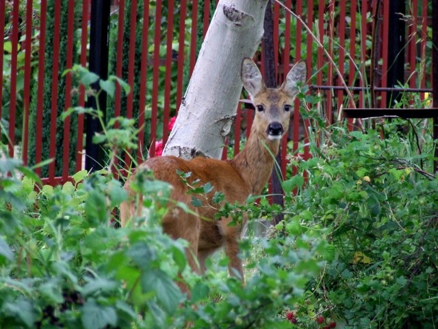 Ta sarenka razem ze swoim dzieckiem (na tym zdjęciu go nie ma) podeszła aż pod ogrodzenie domu - tu czekały na nią dojrzewające maliny z delikatnymi pędami :)