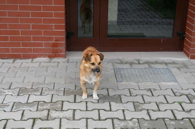 Wrocław: Pies zguba czeka na właściciela?