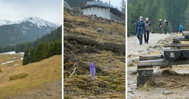 Kalatówki w Tatrach - śniegu nie ma, pojawił się za to pierwszy krokus