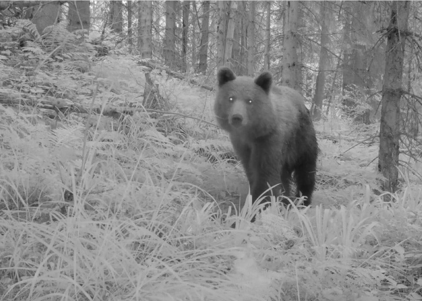 Wyjątkowi goście w Beskidach. Można tam spotkać wilki, niedźwiedzie i rysie. Co zrobić, kiedy spotkamy drapieżnika?
