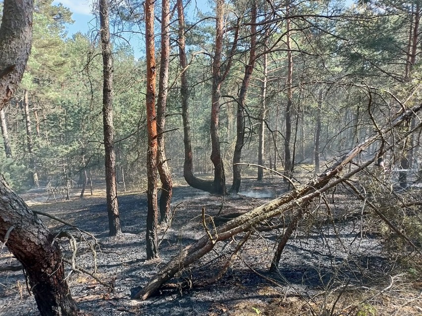 Pożar lasu w Porębach w gminie Zduńska Wola   