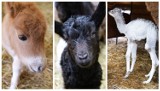 Wiosenny baby boom w Zoo Borysew koło Poddębic. Kilkanaście narodzin, szykują się kolejne. Maluchy można oglądać na wybiegach ZDJĘCIA