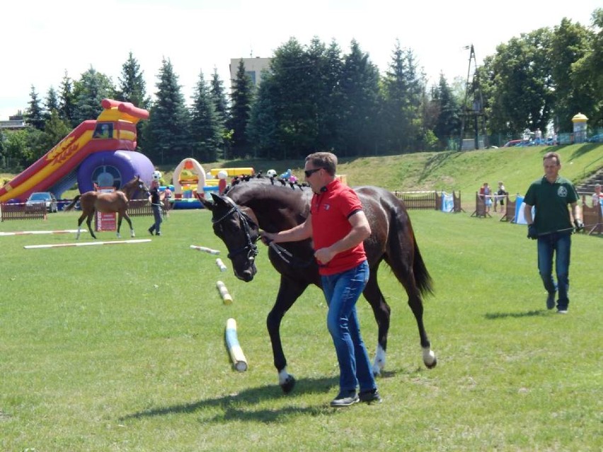 Galeria zdjęć z wystawy koni w Mieścisku