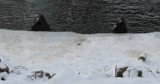 Gdańskie zoo zimą tętni życiem. Kogo można zobaczyć z bliska?