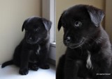 Pies do adopcji Siemianowice: W urzędzie czeka piesek do adopcji