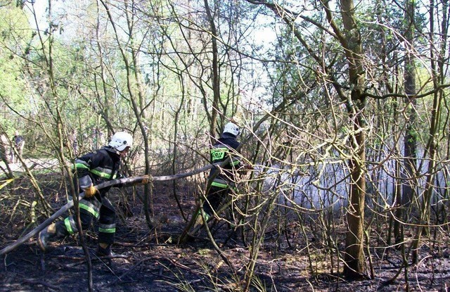 Pożar lasu w miejscowości Myszakówek