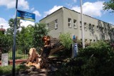 Wichura w Częstochowie. Drzewo spadło na budynek ZUS-u [ZDJĘCIA]