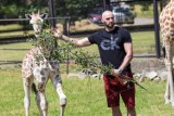 Urodziny Żyrafka. Zoo zaprasza w weekend na tort warzywny i ogłasza konkurs na komiks