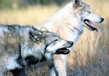 Wójt ostrzega mieszkańców przed atakami wilków 