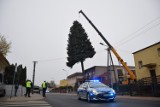 Ogromna choinka przefrunęła nad domem radnego. Droga świątecznego drzewka na Plac Wolności. Kiedy zapalą na niej lampki?