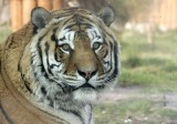 Co się stało z tygrysami z wrocławskiego ZOO?