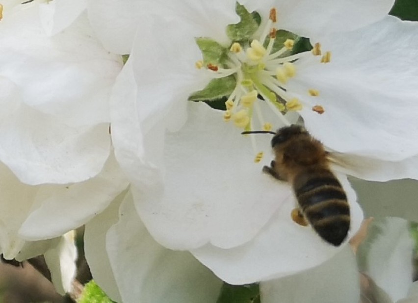 Światowy Dzień Pszczół. Sprawdź, jak wygląda wsparcie...