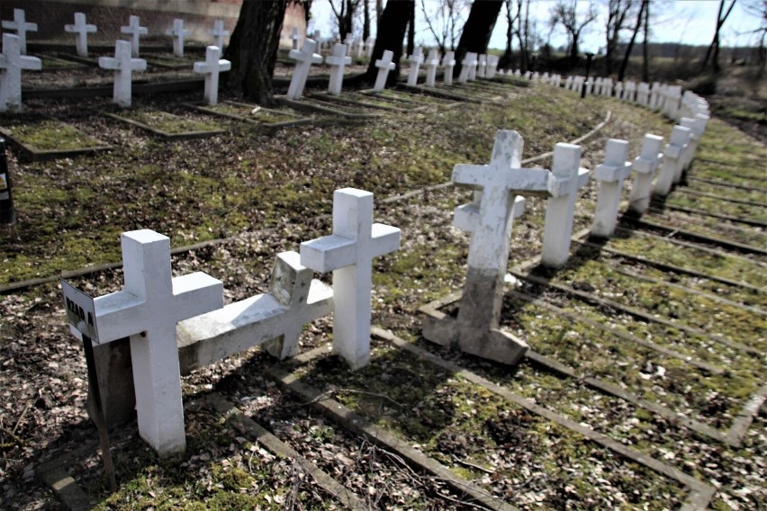 Zamojska Rotunda. Dokonał tego ząb czasu, a nie powalone drzewo. Krzyże są jednak wymieniane