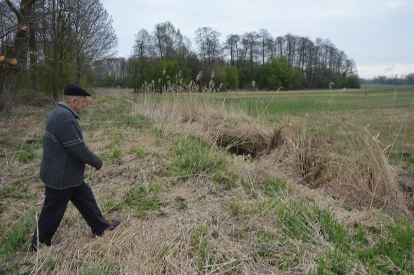 Bobry wyrządzają szkody nad rzeką Brodnią