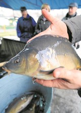 Karp - Bielska Kraina chce go na liście produktów tradycyjnych