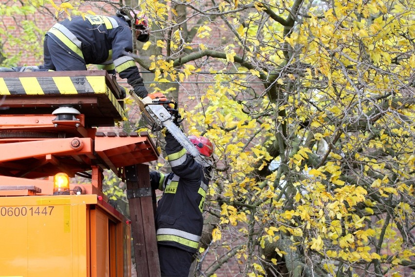 Drzewo przewaliło się na sieć trakcyjną w gdańskich Stogach