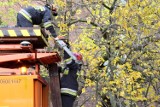 Stogi. Drzewo przygniotło tramwajową linię trakcyjną [ZDJĘCIA]. Utrudnienia w ruchu