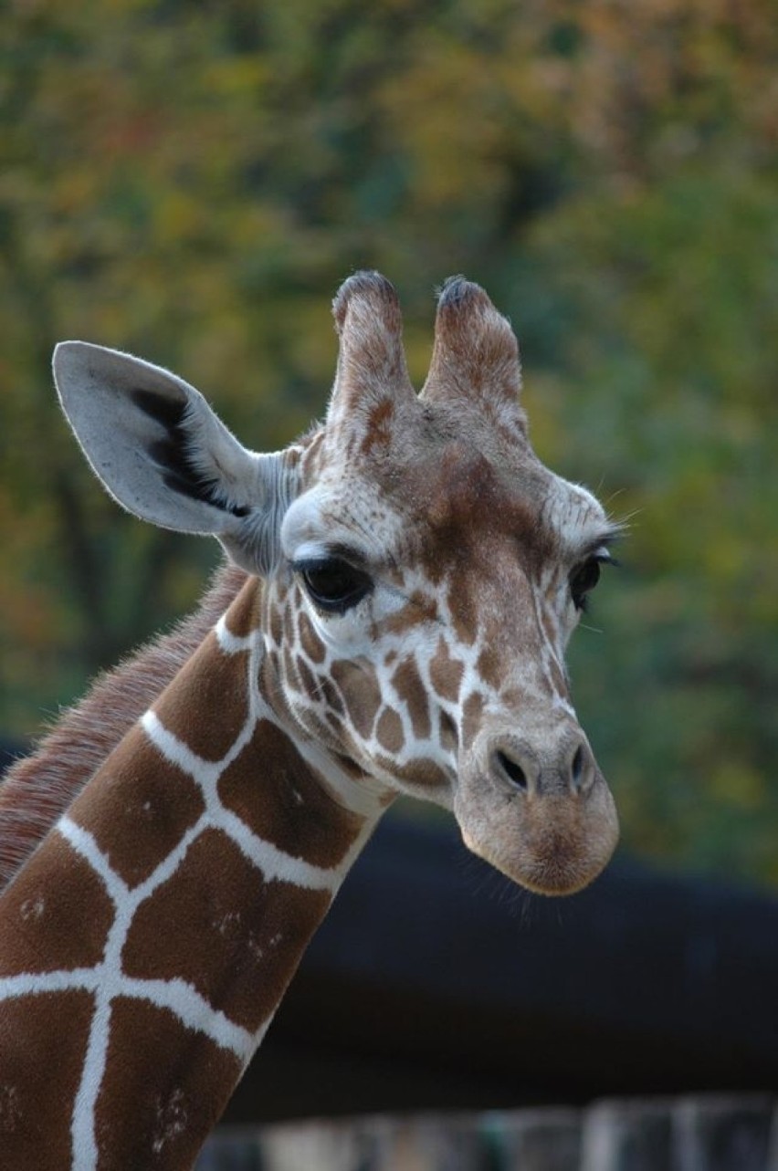 Siedmioletni Lengai z ogrodu zoologicznego w Erfurcie będzie...