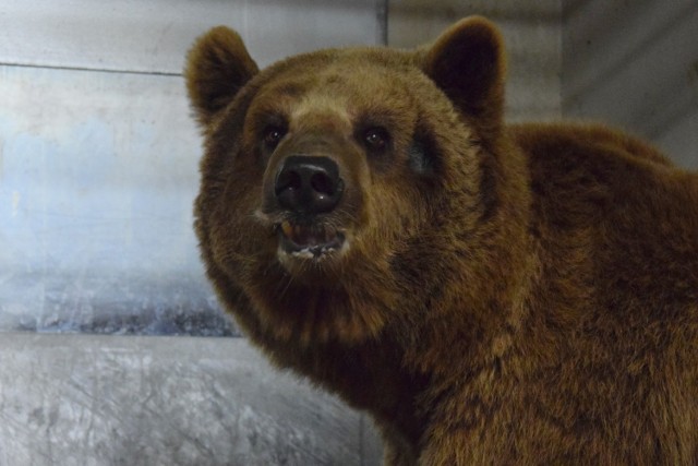 Okaleczony niedźwiedź Baloo trafił do zoo w Poznaniu w zeszłym tygodniu