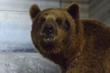 Zoo w Poznaniu: Rusza budowa domu dla Baloo, zamknięto taras niedźwiedziarni [ZDJĘCIA]