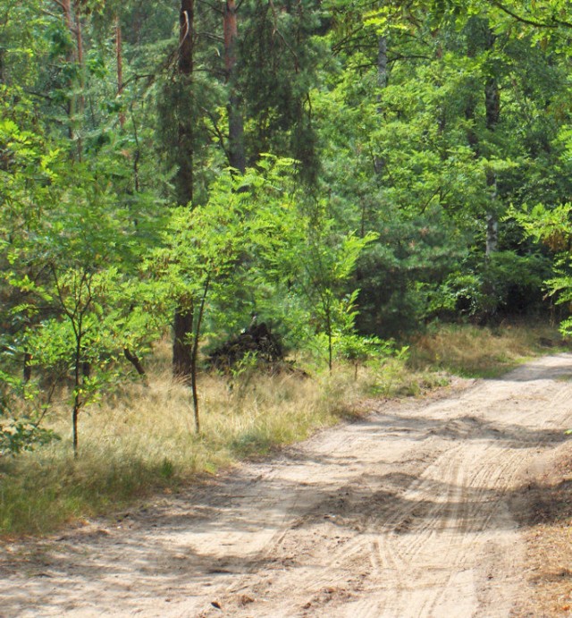 Leśna droga w mazowieckiej wsi Trzcianka.