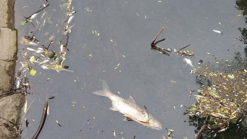 Martwe ryby unosiły się w Rusałce. Wszystko przez upały