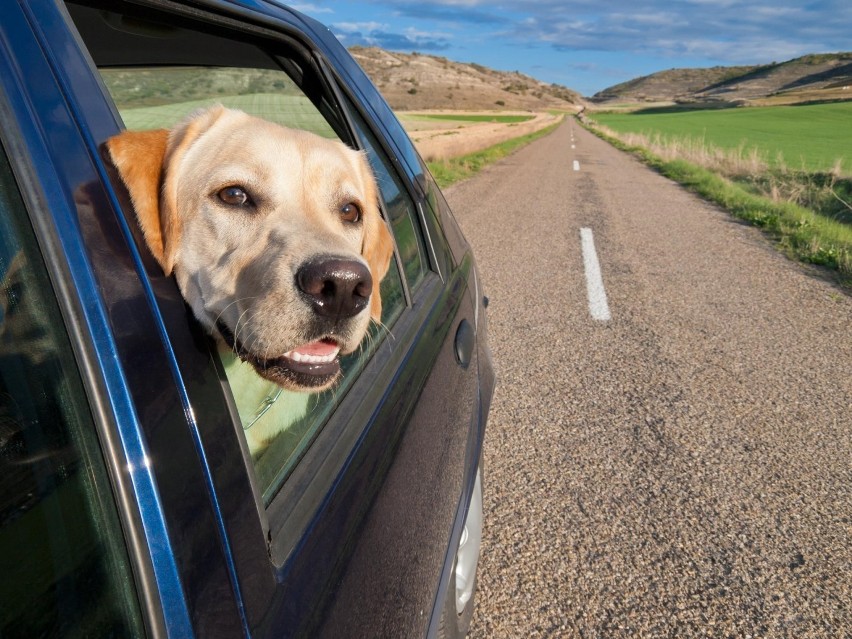 Pasy bezpieczeństwa dla psów

Podróżujący z czworonogami...