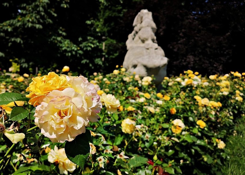 Kraków. Pięknie kwitnące róże na Alei Róż w Nowej Hucie [ZDJĘCIA]
