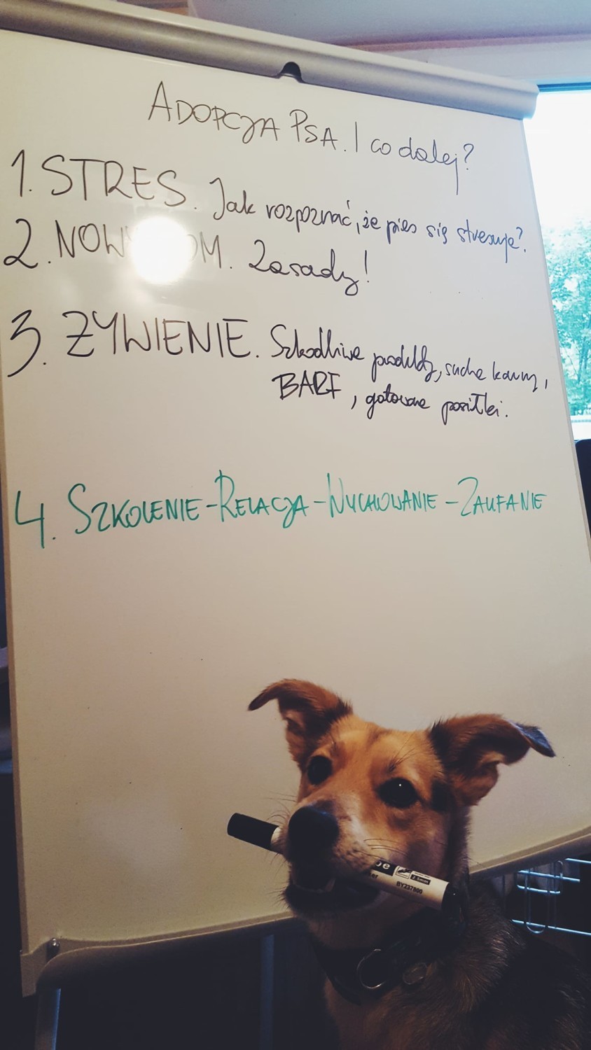 Szkoła Top Dog oraz Fundacja Fioletowy Pies w Opolu ruszają...