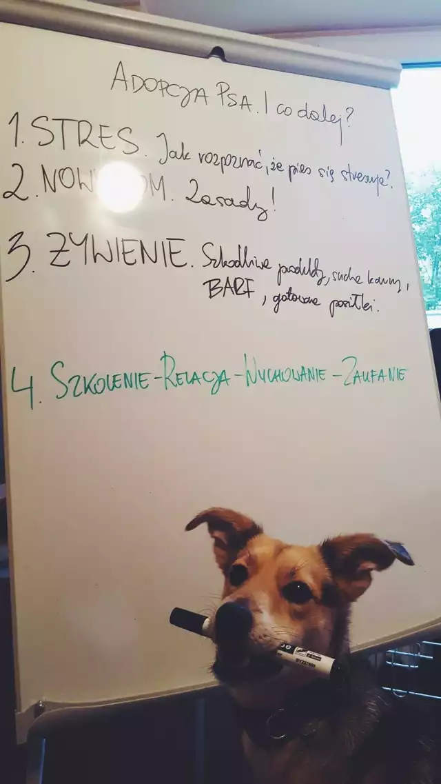 Szkoła Top Dog oraz Fundacja Fioletowy Pies w Opolu ruszają z nowym projektem "Fioletowe domy tymczasowe".