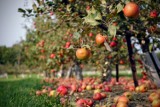 Te stare odmiany jabłoni rosły u dziadków w sadzie. Dziś bez trudu można kupić sadzonki. Ile kosztują?