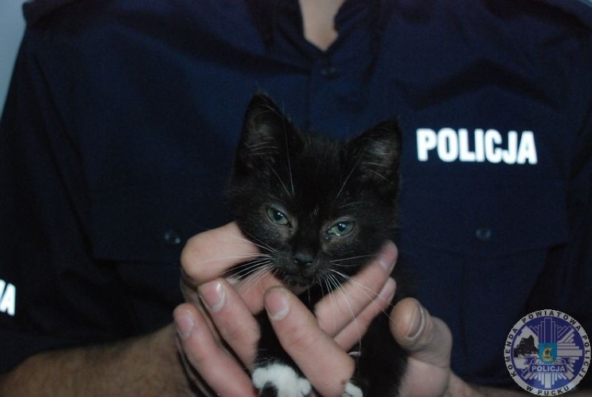 Policjant KPP Puck adoptował kota z Brudzewa. Ocalony...