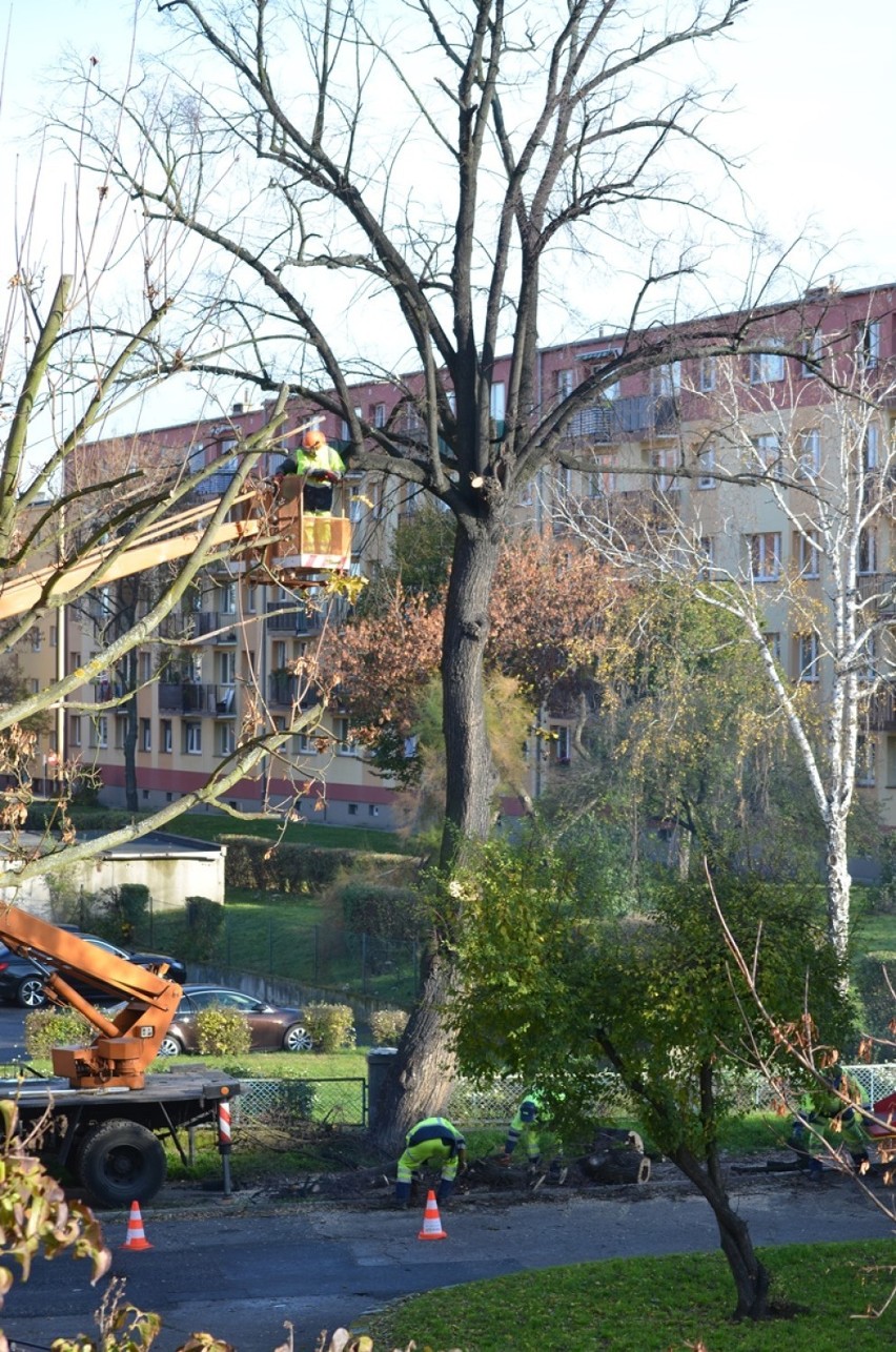 Głogów: Wycięto wielkie, stare drzewo koło przychodni zdrowia przy Skłodowskiej -Curie