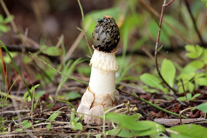 Sromotnik bezwstydny przyciąga muchy zapachem padliny. W...