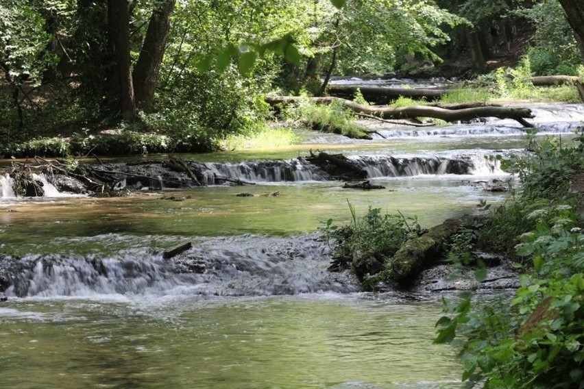 Krajobrazowy i leśny rezerwat przyrody nad Tanwią, znajduje...