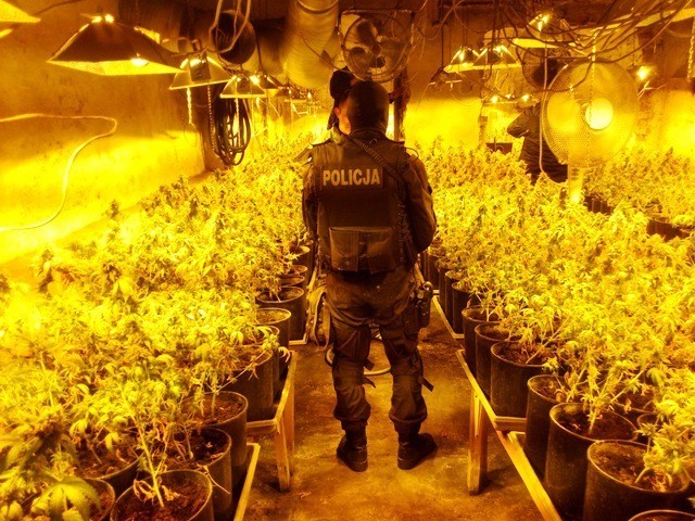 Tarnówka: Policja zlikwidowała plantację marihuany o wartości 1 miliona złotych. [FOTO]