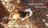 Martwy beagle w Porąbce wcale nie został bestialsko zabity