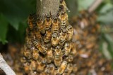 Powiat kraśnicki: Skradziono 30 uli z pszczołami