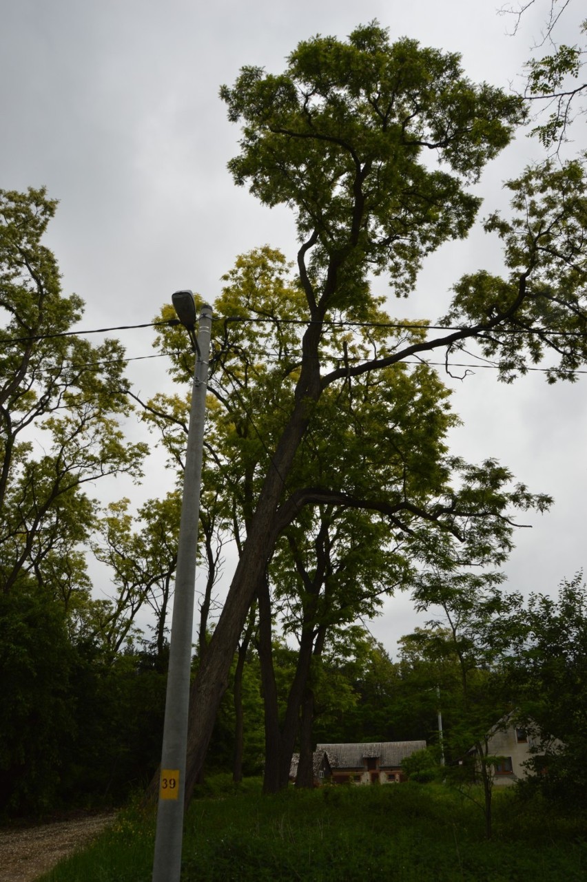 Spróchniałe drzewo zagraża linii energetycznej w Borzewisku