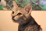 Schronisko dla zwierząt w Radomsku zachęca do adopcji kotów
