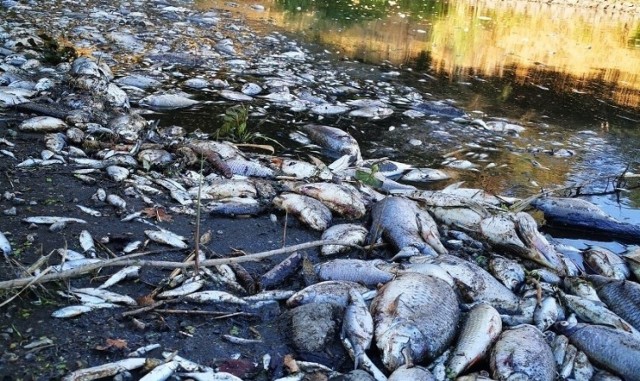 Od końca lipca do 12 września łącznie na terenie pięciu województw zebrano z Odry 249 ton śniętych ryb. Według raportu 49 naukowców z różnych instytutów badawczych i uczelni, spowodował je zakwit tzw. „złotych alg”.