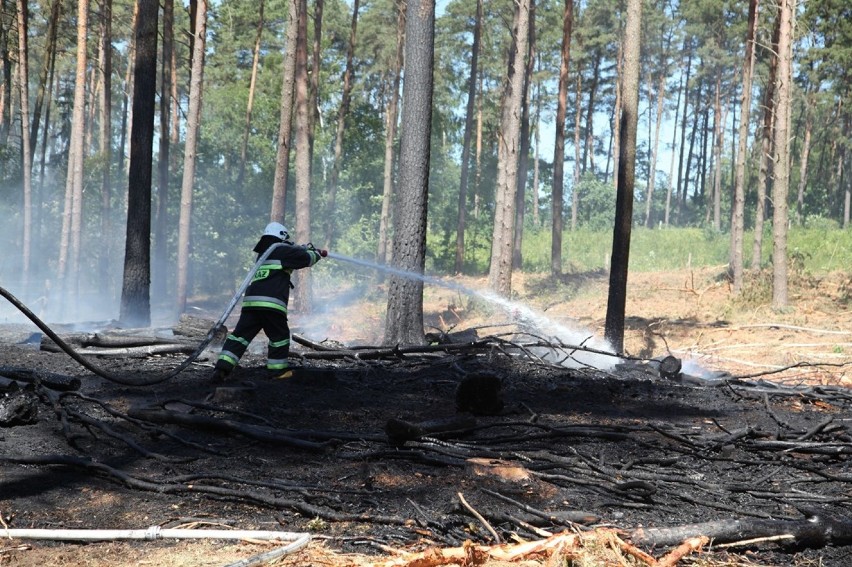 Akcja gaśnicza w płonącym lesie między Starą Łubianką i...
