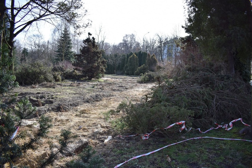 Wielkie porządki i wycinka w tzw. małpim gaju pod przyszły park Pokoju