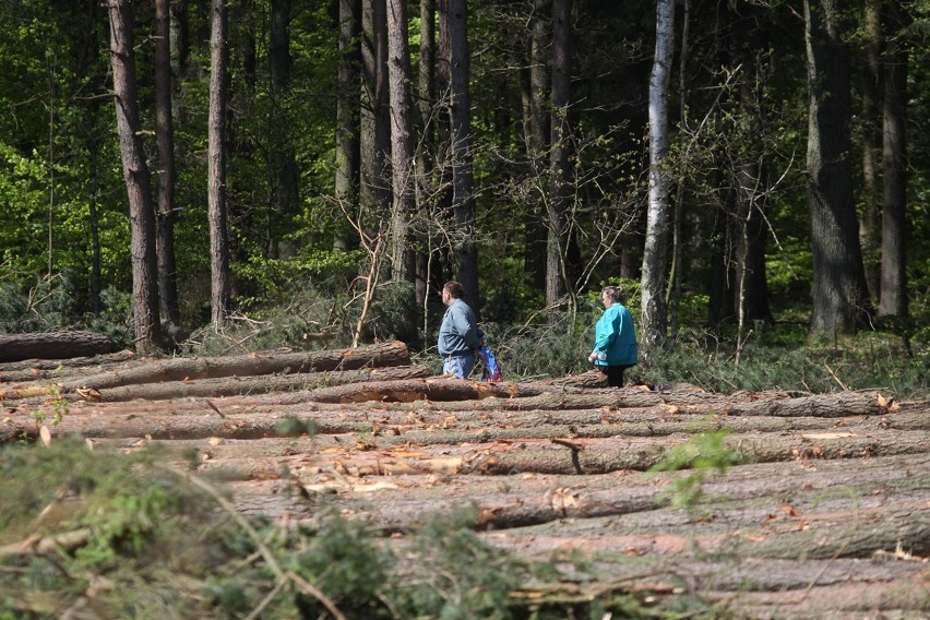 Gdynia: Wycinka kilkuset drzew na Karwinach i Dąbrowie [ZDJĘCIA]