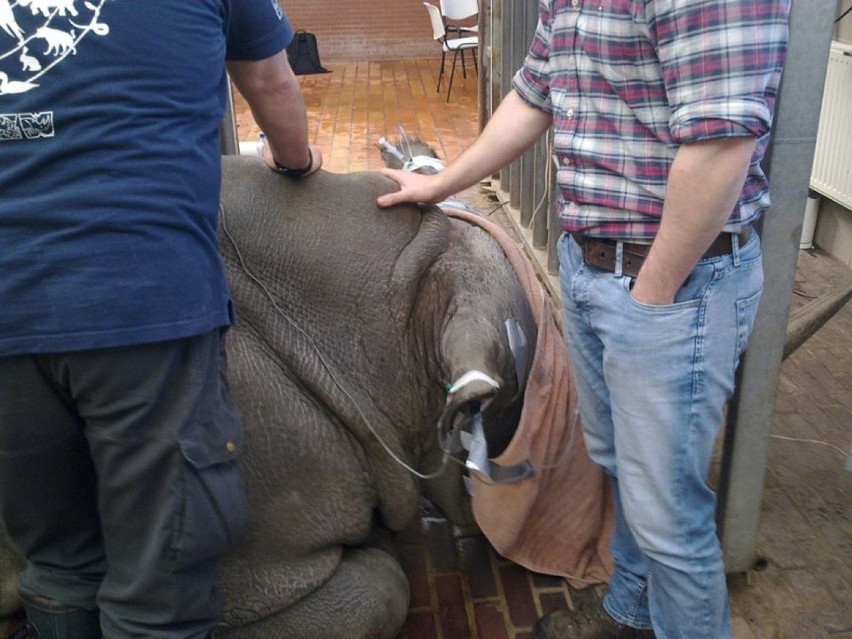 ope pomaga innym nosorożcom [ZDJĘCIA]
