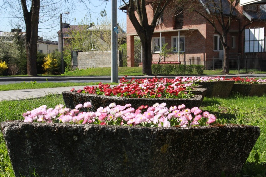 Wiosna zawitała do Kraśnika. Trwa sprzątanie ulic i sadzenie kwiatów